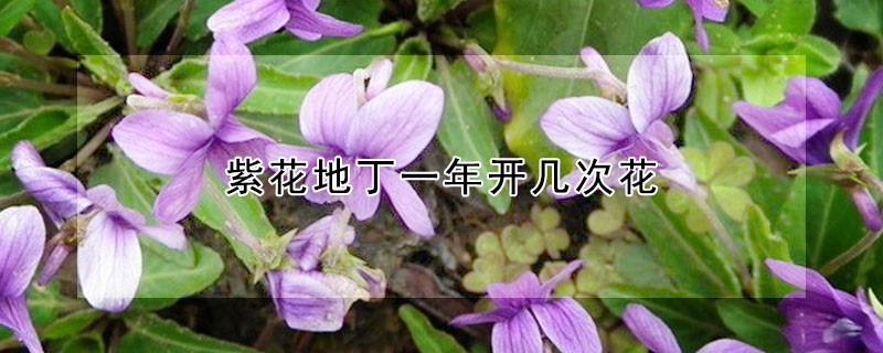 紫花地丁一年開幾次花