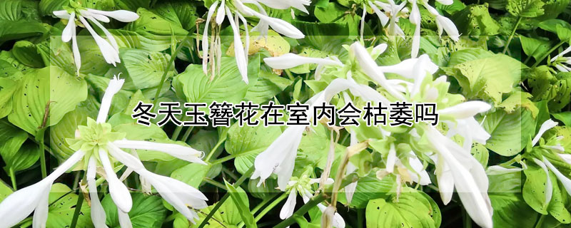 冬天玉簪花在室內會枯萎嗎