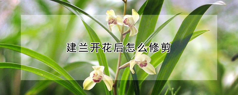 建蘭開(kāi)花后怎么修剪