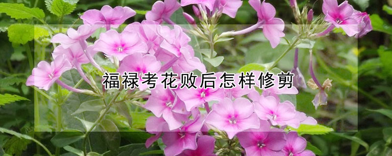 福祿考花敗后怎樣修剪