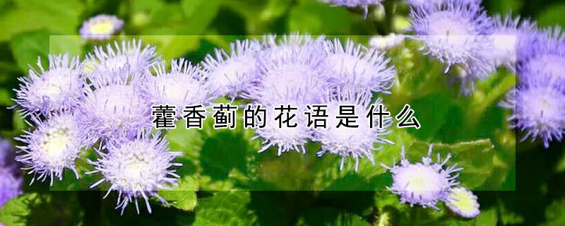 藿香薊的花語是什么