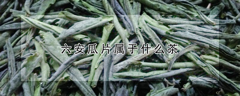 六安瓜片屬于什么茶