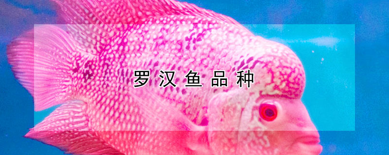 羅漢魚品種