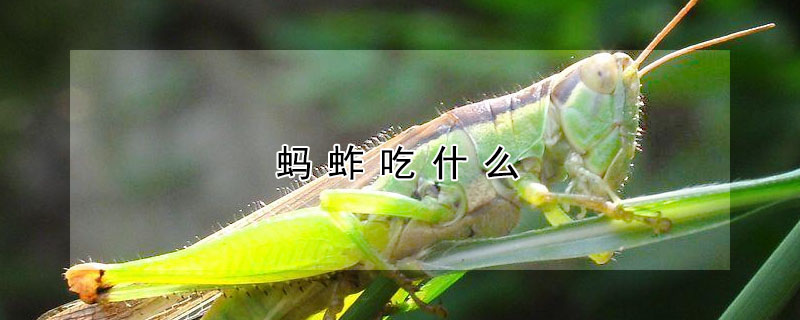 螞蚱吃什么