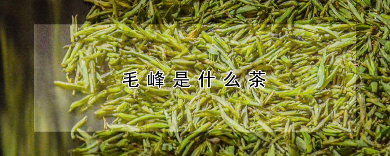 毛峰是什么茶