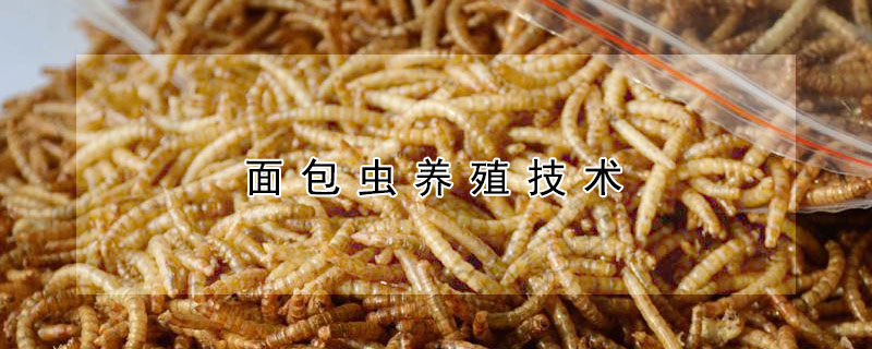 面包蟲養(yǎng)殖技術(shù)