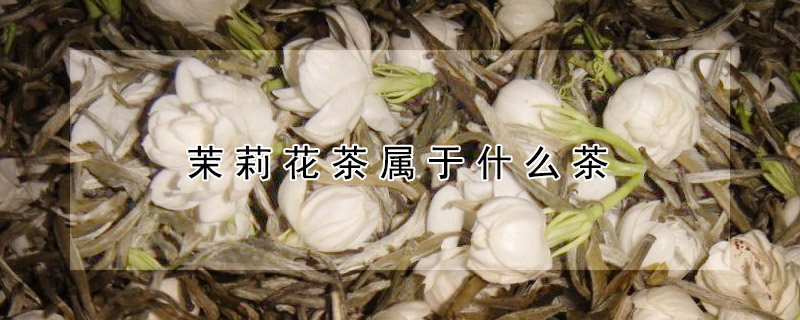 茉莉花茶屬于什么茶