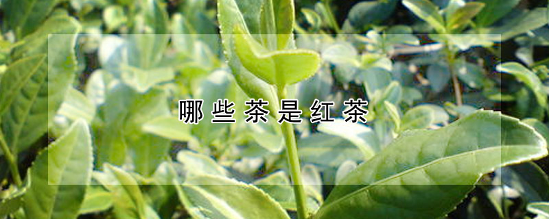 哪些茶是紅茶