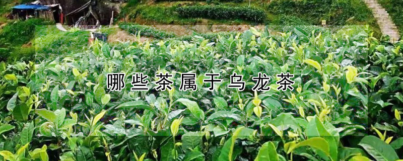 哪些茶屬于烏龍茶