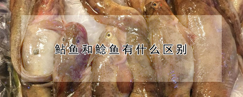 鲇魚和鯰魚有什么區別