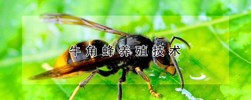 牛角蜂養(yǎng)殖技術