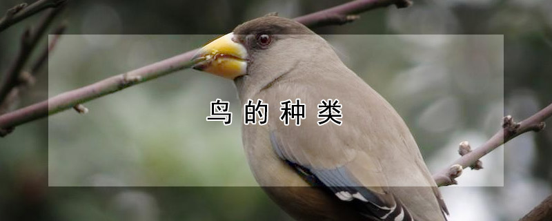 鳥的種類