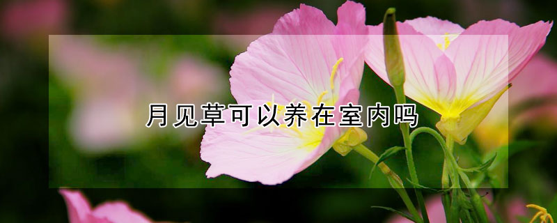 月見草可以養(yǎng)在室內(nèi)嗎