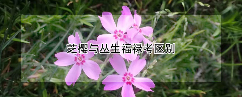 芝櫻與叢生福祿考區別