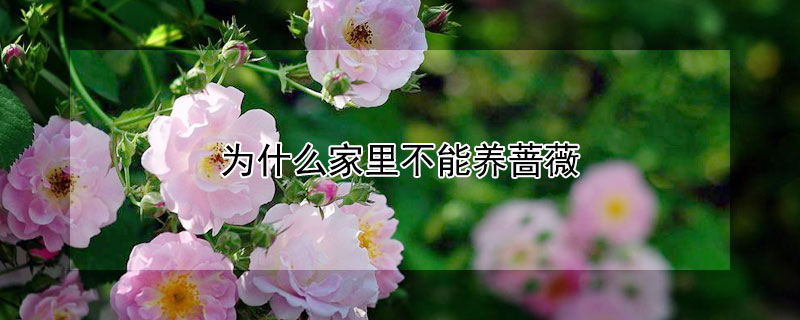 為什么家里不能養(yǎng)薔薇