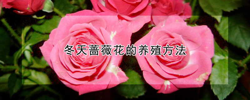 冬天薔薇花的養(yǎng)殖方法