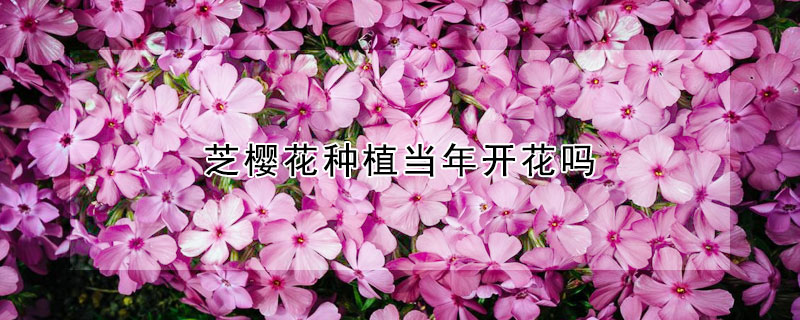 芝櫻花種植當(dāng)年開花嗎