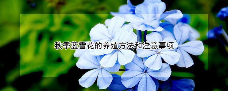 秋季藍(lán)雪花的養(yǎng)殖方法和注意事項(xiàng)