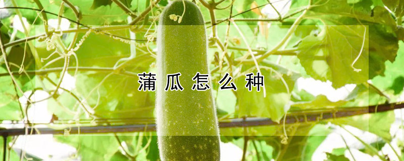 蒲瓜怎么種