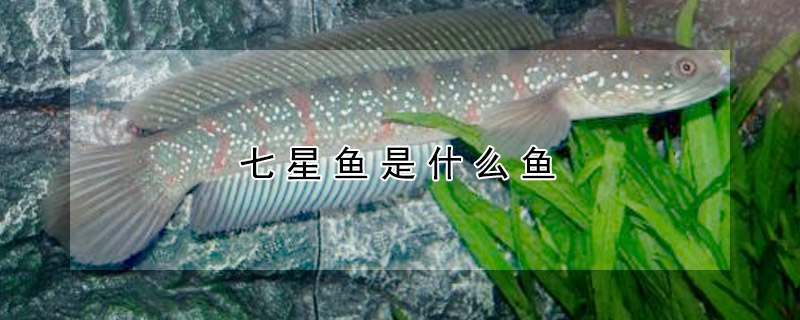 七星魚是什么魚