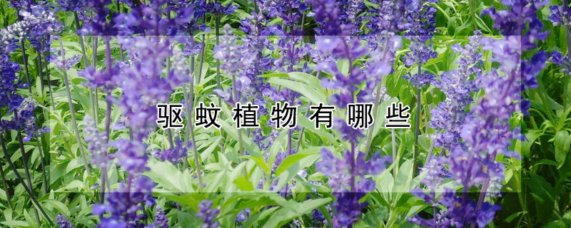 驅(qū)蚊植物有哪些