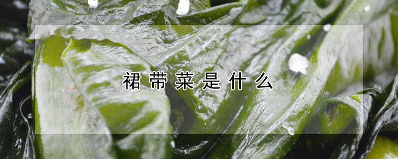 裙帶菜是什么