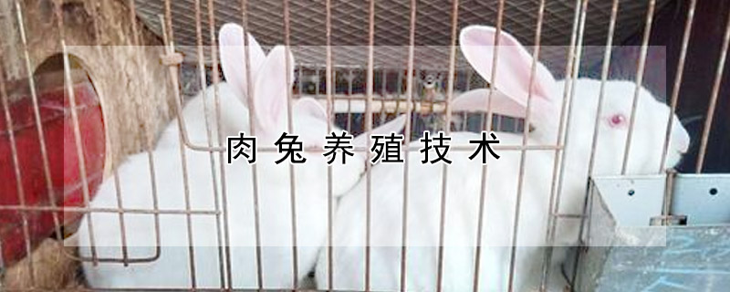 肉兔養(yǎng)殖技術