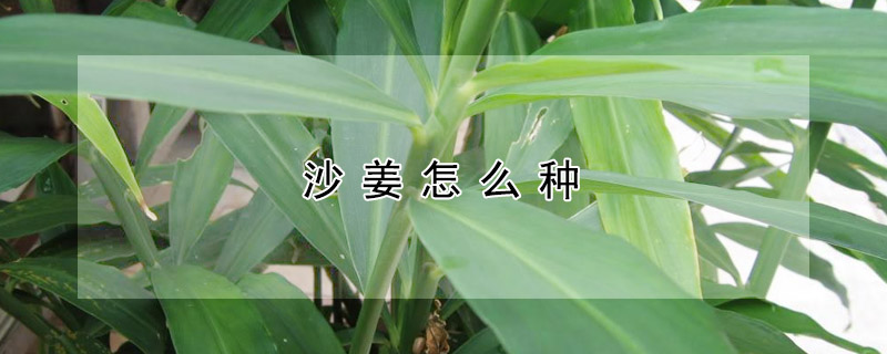 沙姜怎么種