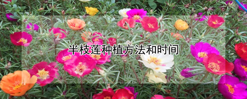 半枝蓮種植方法和時(shí)間