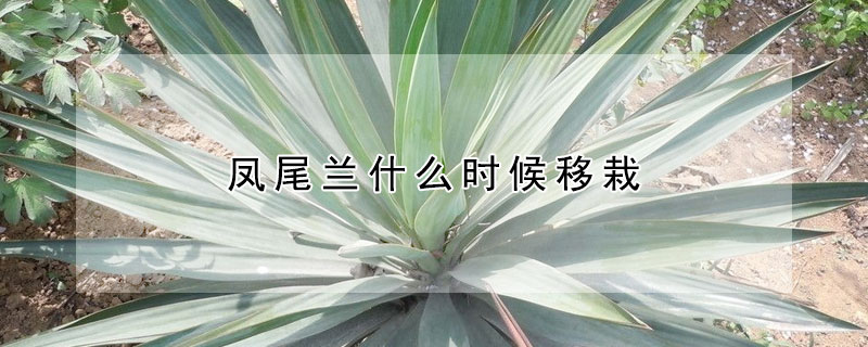 鳳尾蘭什么時候移栽