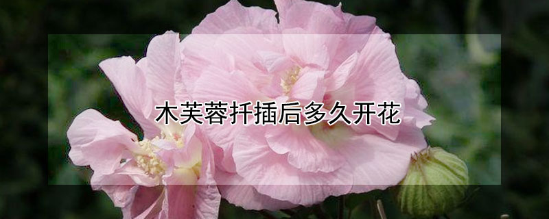 木芙蓉扦插后多久開花