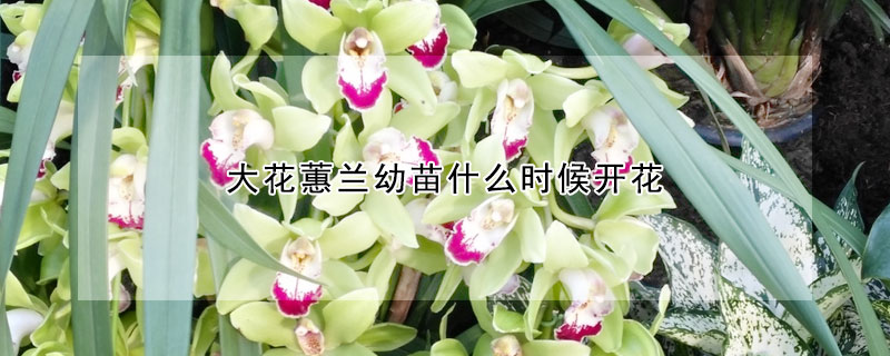 大花蕙蘭幼苗什么時(shí)候開花