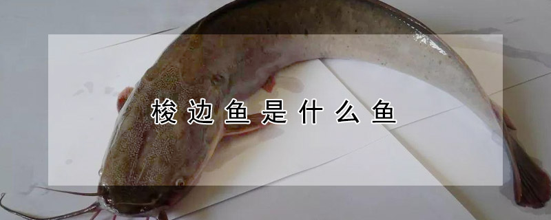 梭邊魚是什么魚