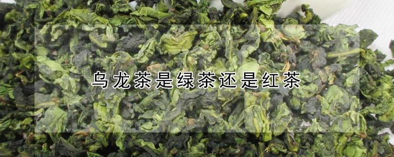 烏龍茶是綠茶還是紅茶