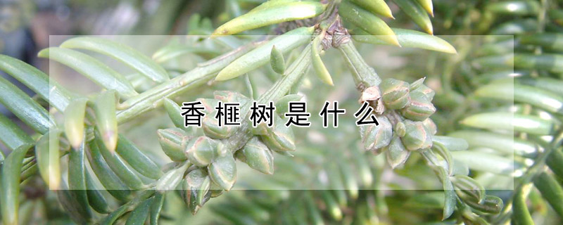 香榧樹是什么