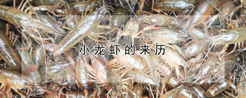 小龍蝦的來(lái)歷