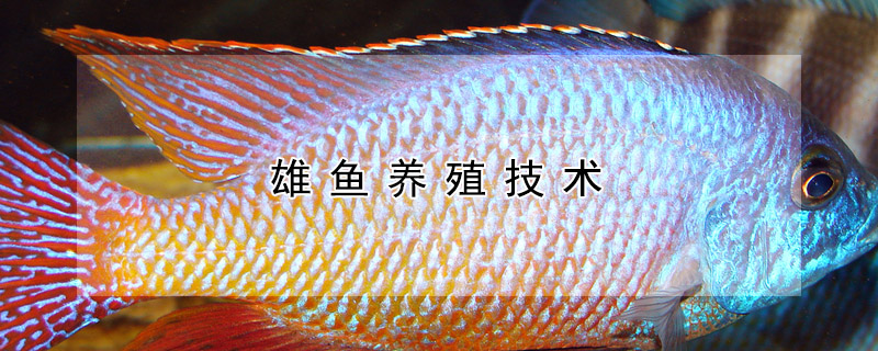 雄魚養(yǎng)殖技術(shù)