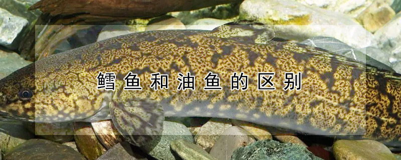 鱈魚和油魚的區(qū)別