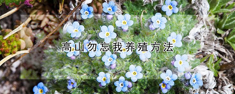 高山勿忘我養殖方法