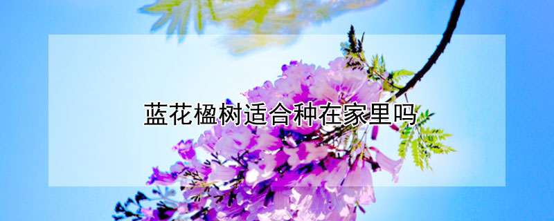 藍花楹樹適合種在家里嗎