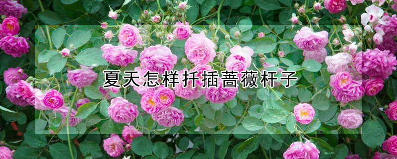 夏天怎樣扦插薔薇桿子