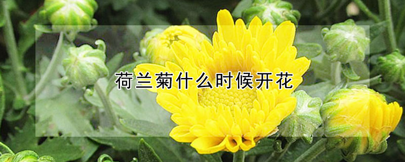 荷蘭菊什么時(shí)候開(kāi)花