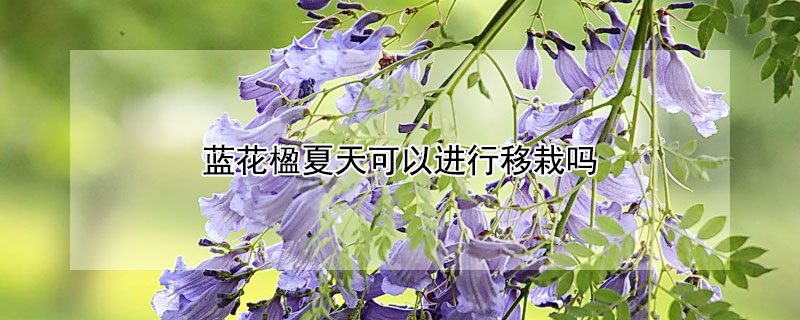 藍花楹夏天可以進行移栽嗎