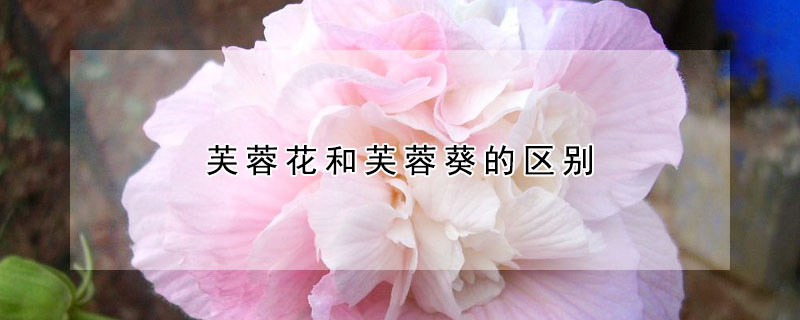 芙蓉花和芙蓉葵的區(qū)別