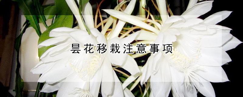 曇花移栽注意事項