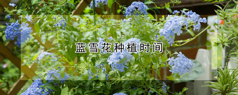 藍(lán)雪花種植時(shí)間