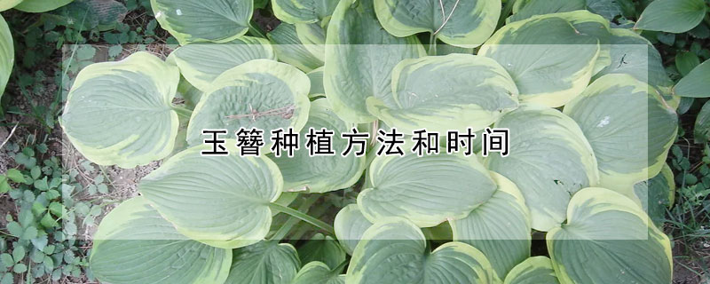 玉簪種植方法和時間