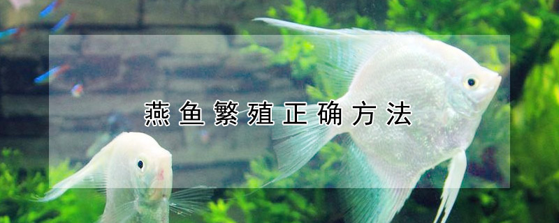 燕魚繁殖正確方法