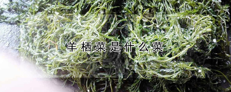 羊棲菜是什么菜