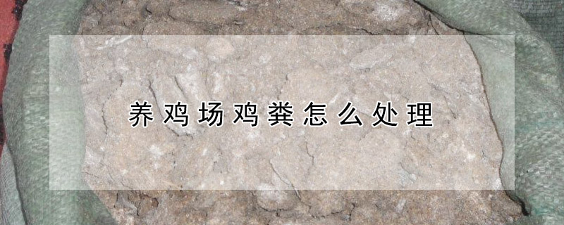 養(yǎng)雞場(chǎng)雞糞怎么處理